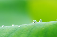 雨上がりの楽しみ、その１