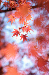 晩秋の紅葉