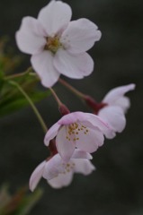 2010年桜の写真_12