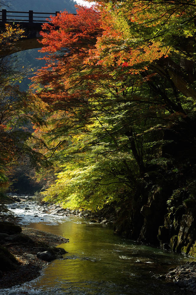 橋の下の紅葉