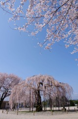 2010年桜の写真_16