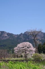2010年桜の写真_17