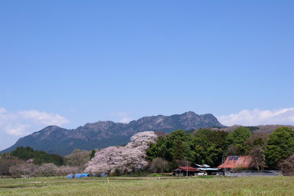 2010年桜の写真_18