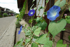 宿場町の花