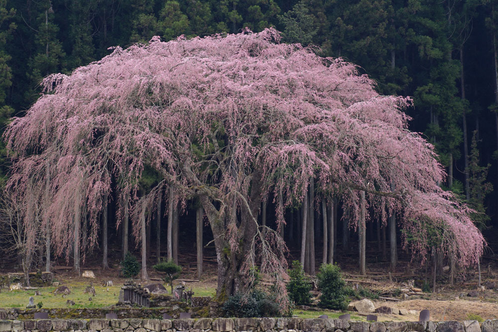 2010年桜の写真_01