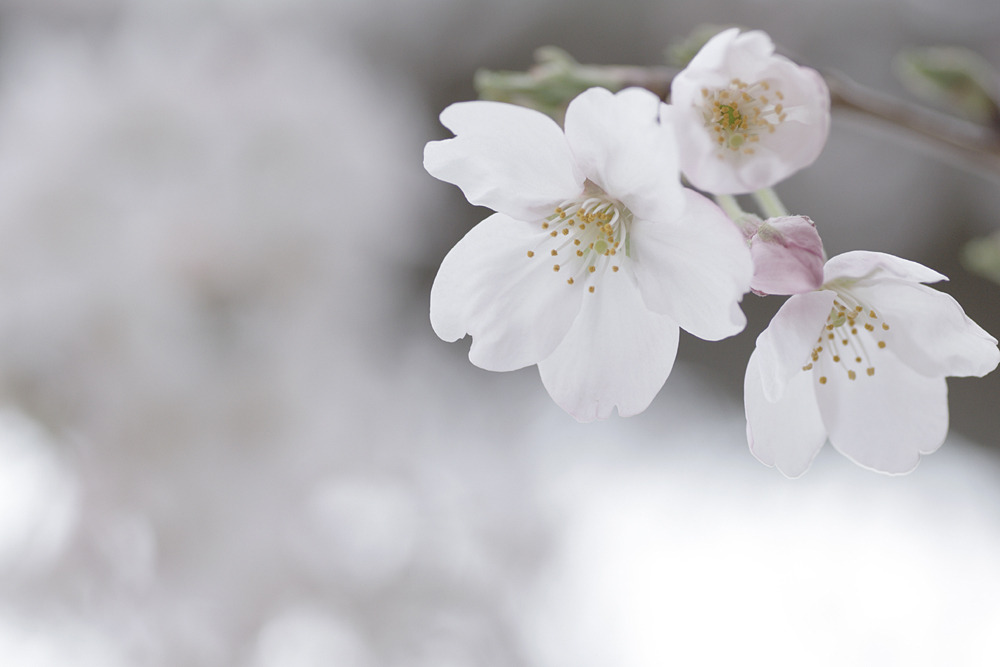 桜の花