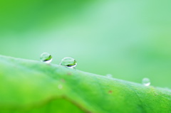 雨上がりの楽しみ、その２