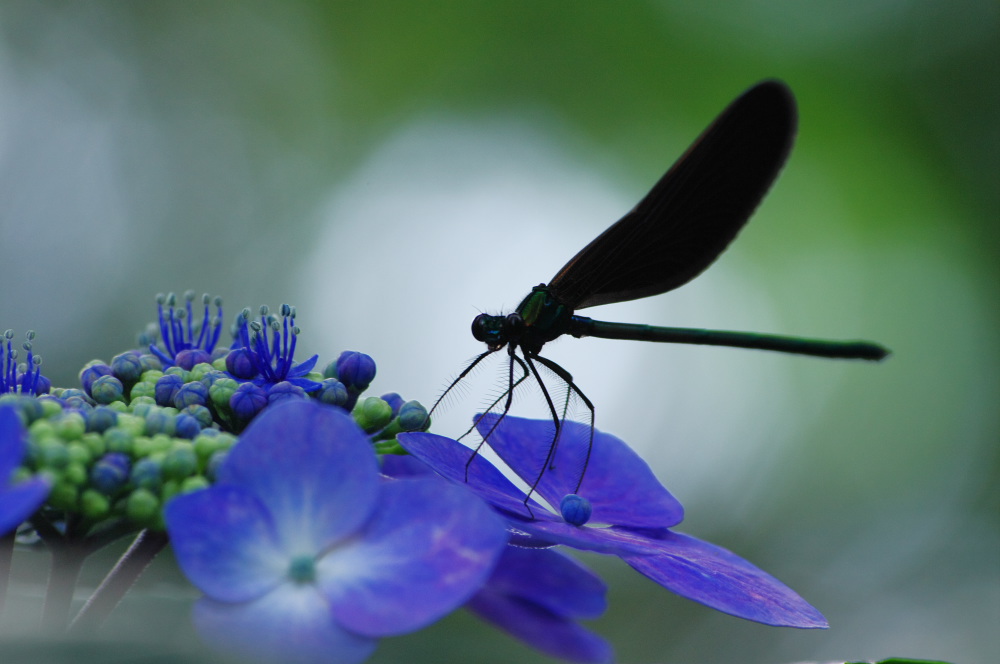 紫陽花の花に羽黒蜻蛉