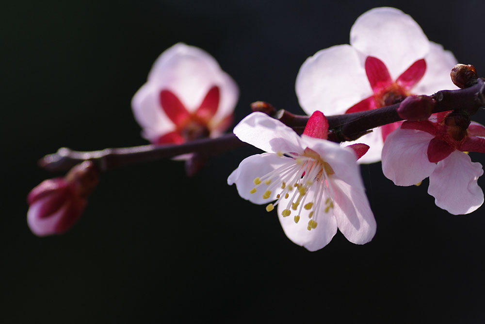 梅の花