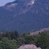 2010年桜の写真_14