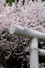 2010年桜の写真_03