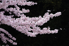 2010年桜の写真_04