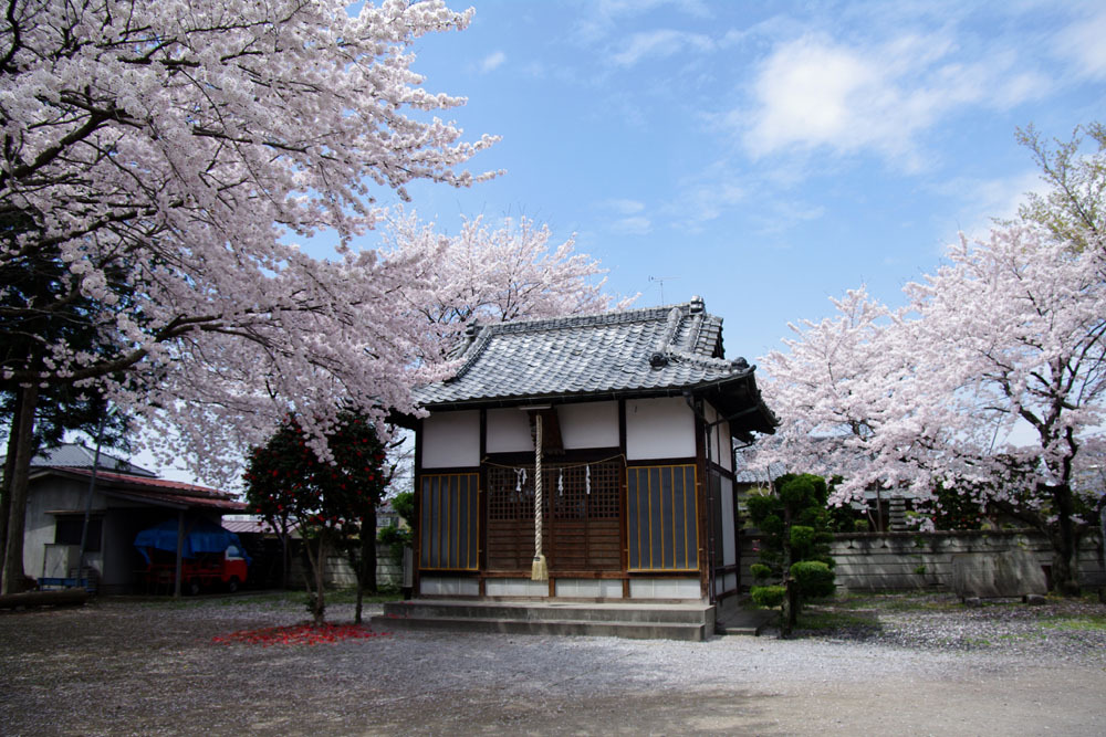2010年桜の写真_06