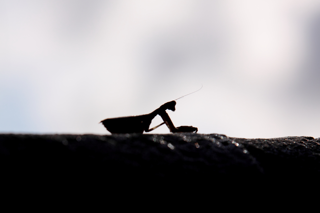 カマキリ
