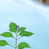 急流