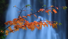 雨紅葉