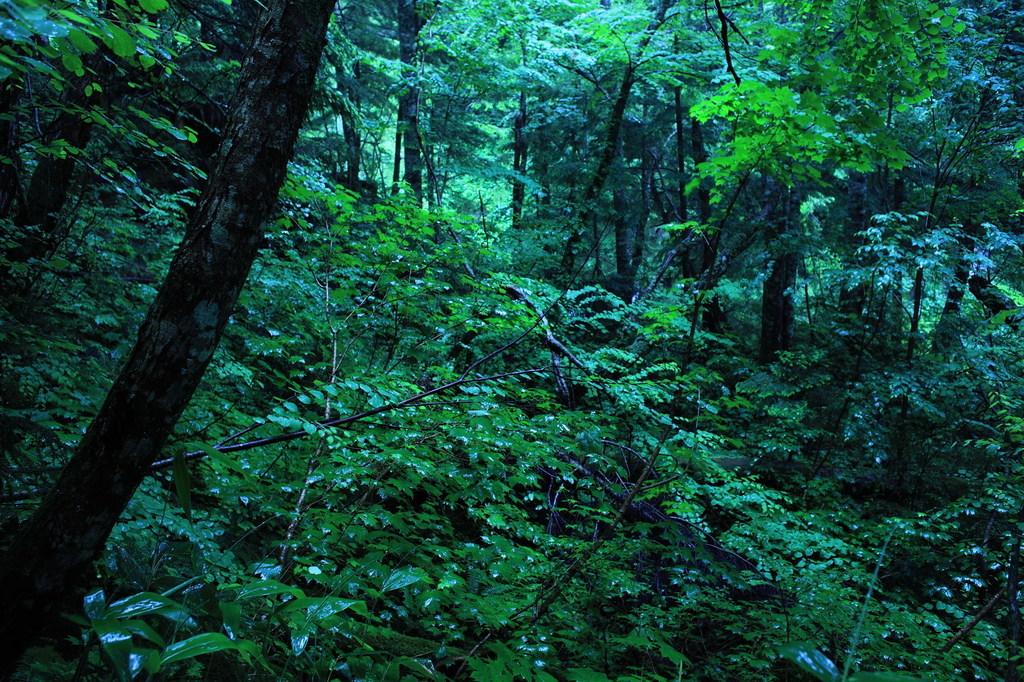 雨の森の風景