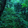 雨の森の風景