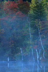霧と紅葉のイメージ