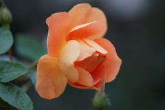 DSC06350