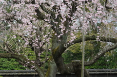 有栖館の桜