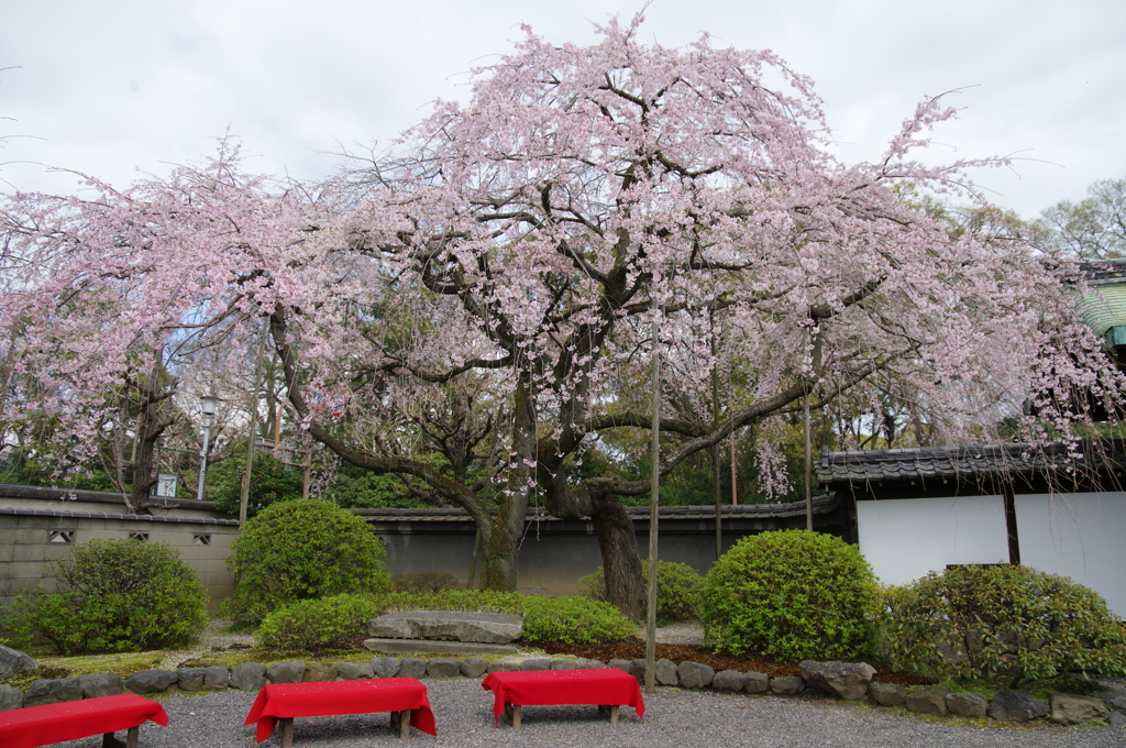 有栖館の桜