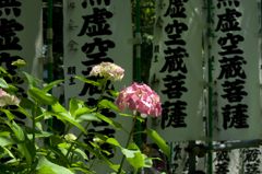 IMGP0197