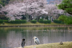 鳥もお花見