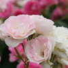 DSC00306