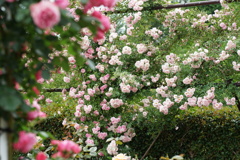 DSC00342