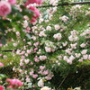 DSC00342