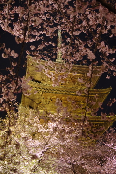 東寺の桜