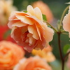 DSC00367