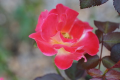 DSC05989