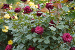 DSC03844