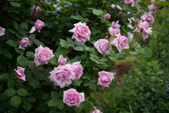DSC03866