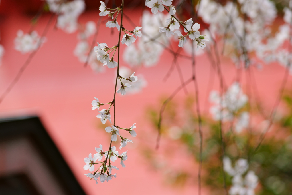 車折神社にて