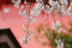 車折神社にて