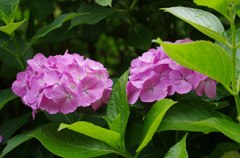 IMGP5793