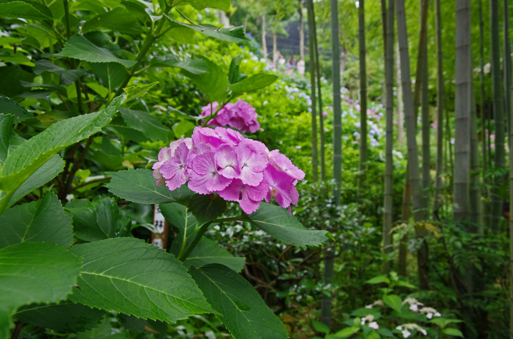IMGP5951