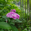 IMGP5951