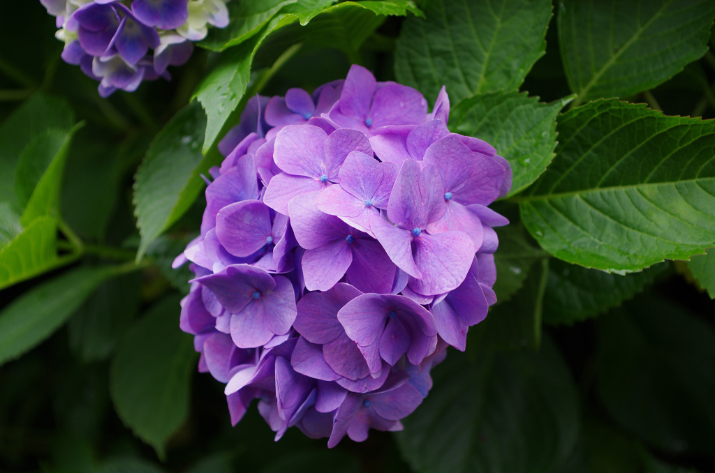 IMGP5784
