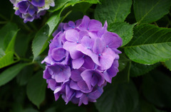 IMGP5784