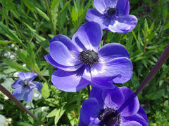 IMGP0092