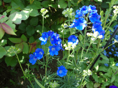 IMGP0158