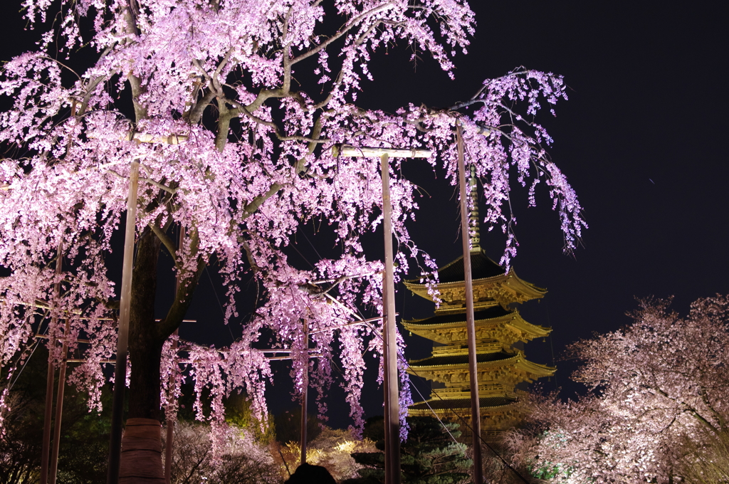 東寺の桜