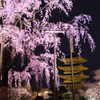 東寺の桜