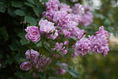 DSC03755