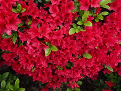 P4230070