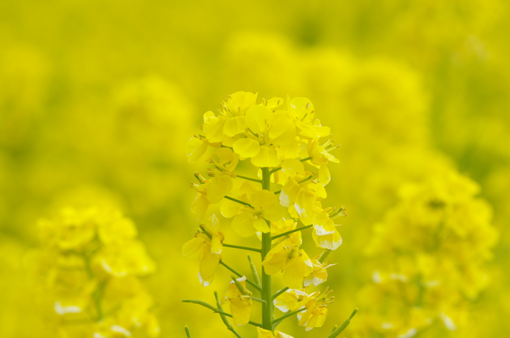 菜の花畑にて